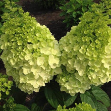 Load image into Gallery viewer, Lava  Lamp Moonrock Hydrangea Shrubs
