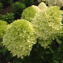 Load image into Gallery viewer, Lava  Lamp Moonrock Hydrangea Shrubs
