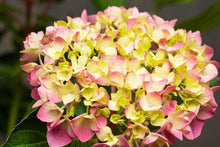 Load image into Gallery viewer, Let&#39;s Dance Moonlight Hydrangea Shrubs
