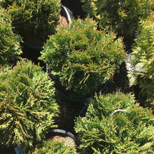 Load image into Gallery viewer, Little Giant Globe Arborvitae Shrubs
