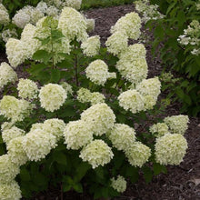 Load image into Gallery viewer, Little Lime Hydrangea Shrubs
