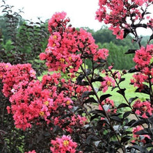 Load image into Gallery viewer, Midnight Magic Crape Myrtle Shrubs
