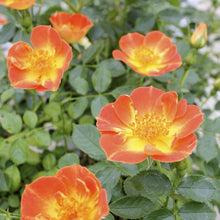 Load image into Gallery viewer, Oso Easy Paprika Rose Bushes

