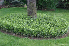 Load image into Gallery viewer, Pachysandra for Sale
