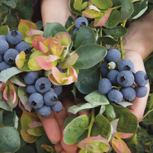 Load image into Gallery viewer, Peach Sorbet Blueberry Bushes
