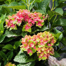 Load image into Gallery viewer, Pistachio Hydrangea Shrubs
