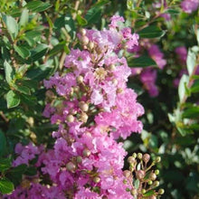 Load image into Gallery viewer, Princess Lyla Crape Myrtle Shrubs
