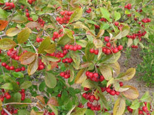 Load image into Gallery viewer, Red Chokeberry Shrubs
