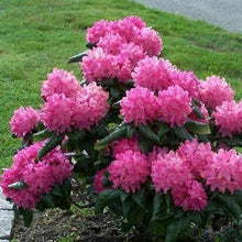 Load image into Gallery viewer, Holden Rhododendron Shrubs
