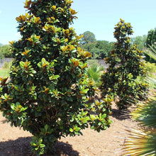 Load image into Gallery viewer, Teddy Bear Magnolia
