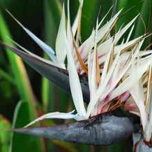 Load image into Gallery viewer, White Bird of Paradise Plants
