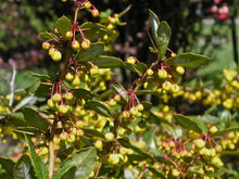 Load image into Gallery viewer, William Penn Barberry Shrubs
